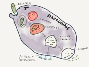 Как макрофаг уничтожает бактерию?