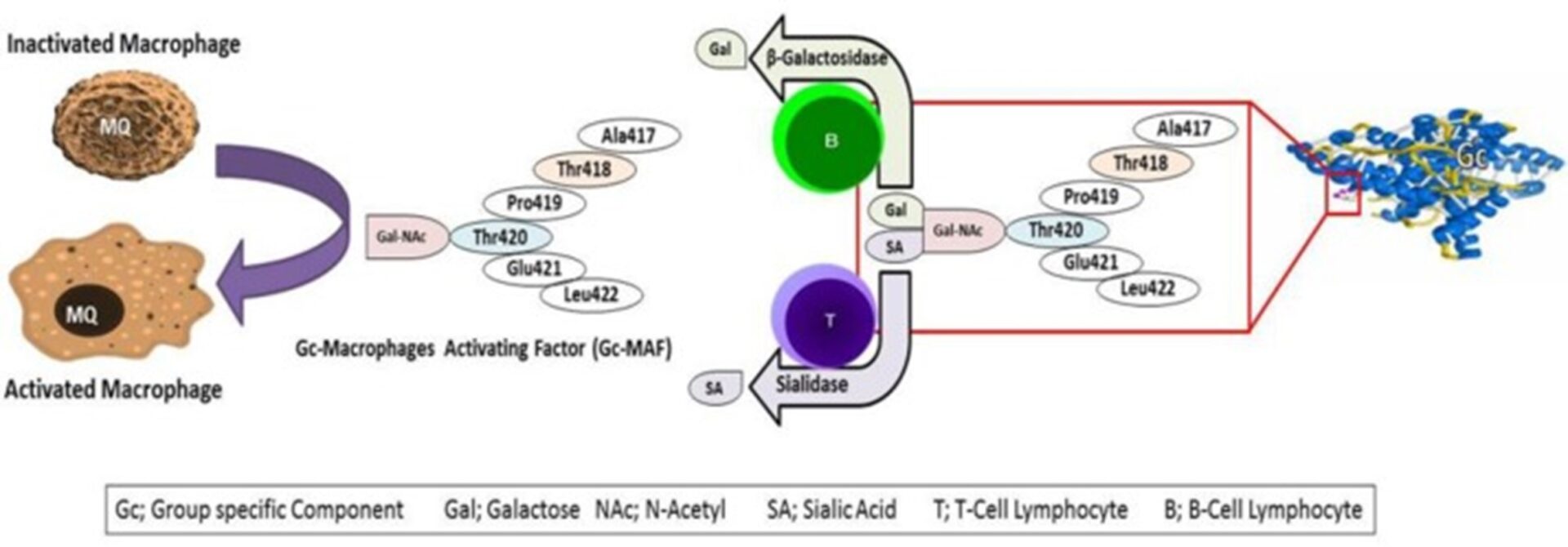 Многообещающая роль Gc-MAF в иммунотерапии рака: от скамьи до постели