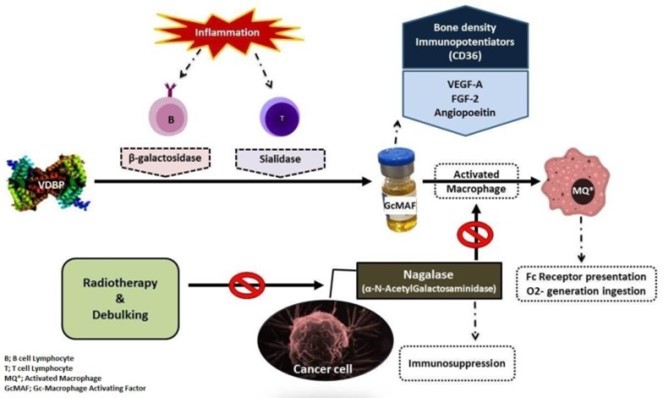Многообещающая роль Gc-MAF в иммунотерапии рака: от скамьи до постели