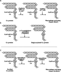 Иммунотерапия рака простаты с использованием фактора активации макрофагов, полученного из белка Gc, GcMAF 1