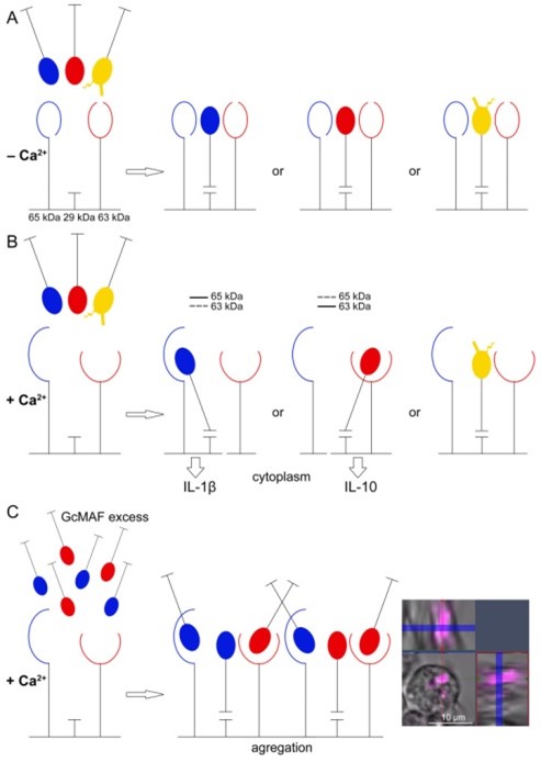 Молекулярные аспекты функциональной активности фактора активации макрофагов GcMAF